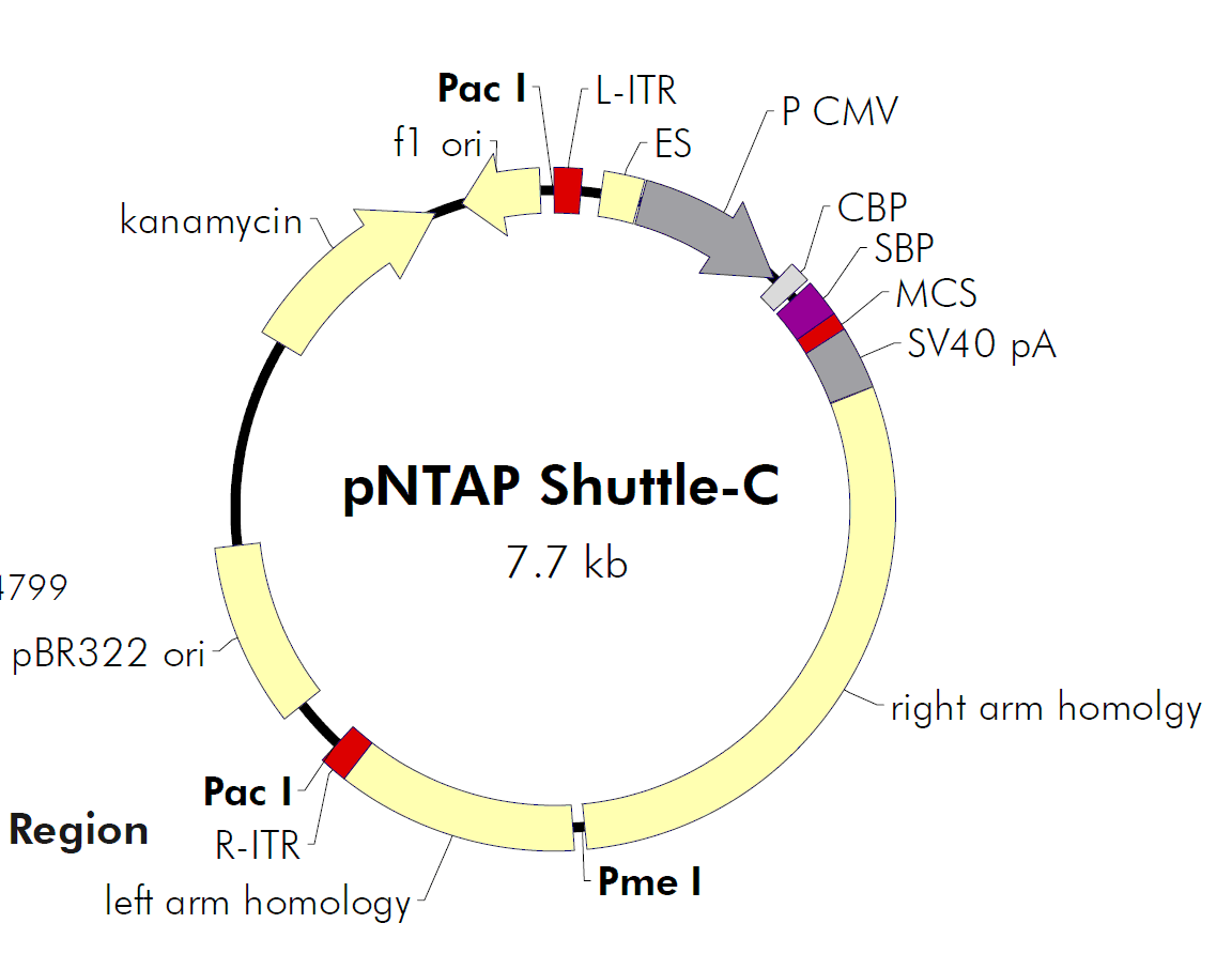 pNTAP-Shuttle-C载体图谱